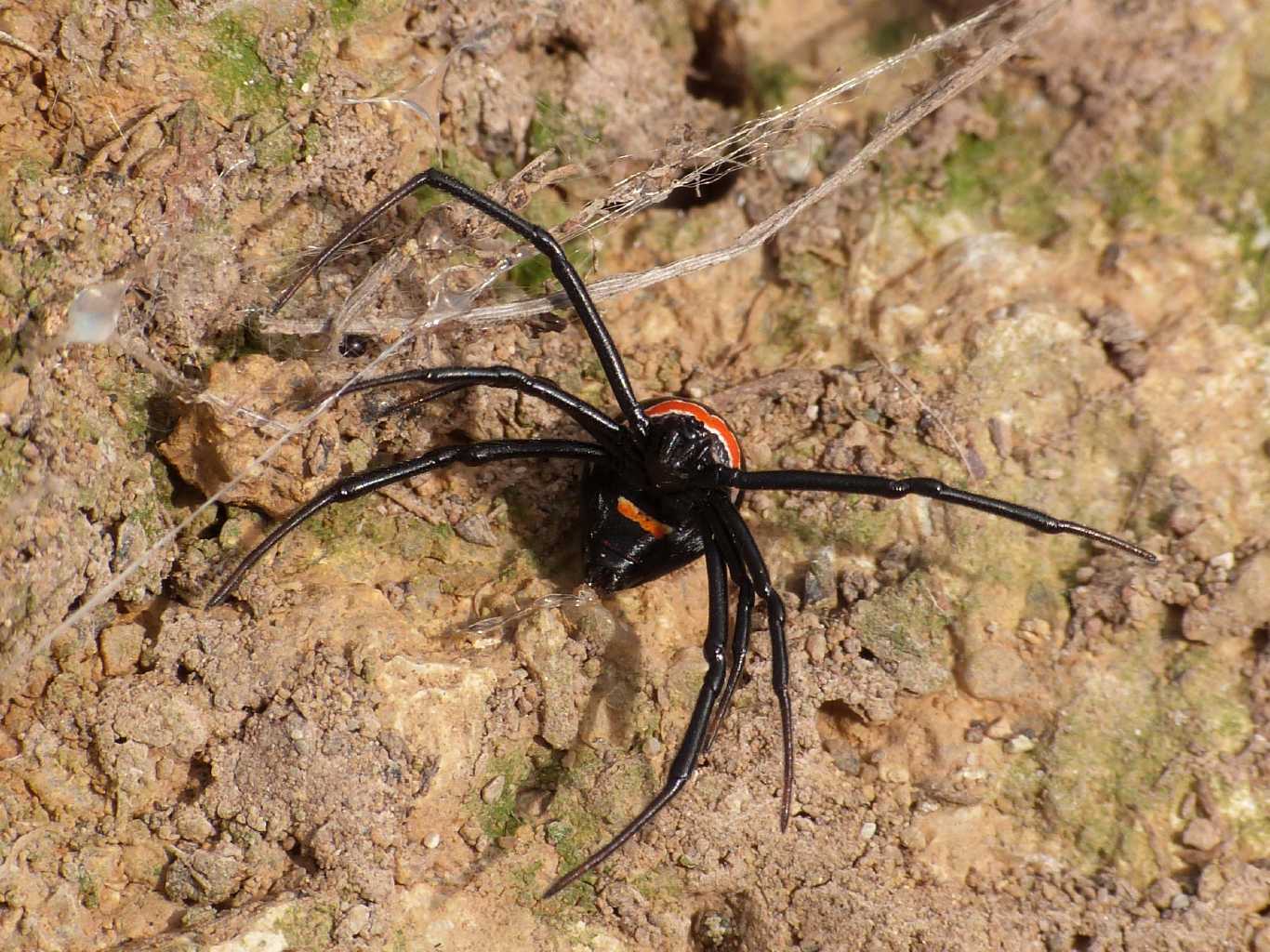Latrodectus nel Lazio